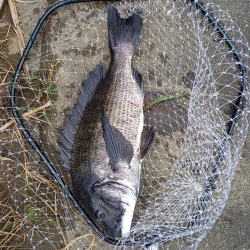 夕マヅメ短時間釣行です。