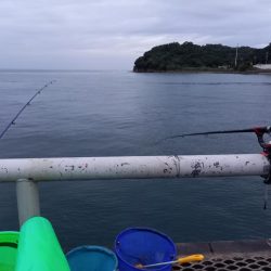 とっとパークコアジ釣り