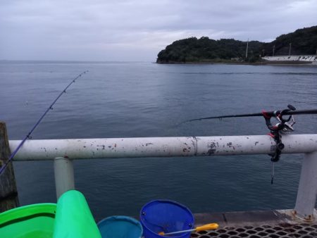 とっとパークコアジ釣り