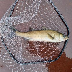 数釣りは出来たけどサイズがイマイチ