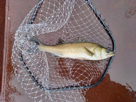 数釣りは出来たけどサイズがイマイチ