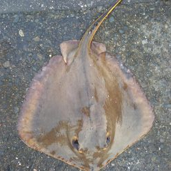 シーバス狙いが