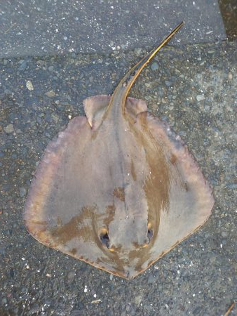 シーバス狙いが