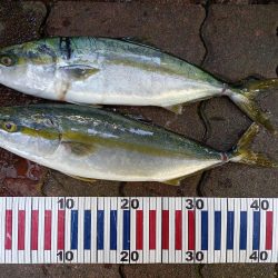 ショアジギング青物