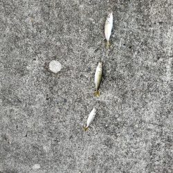 アジ祭りからのサーベリング