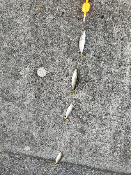 アジ祭りからのサーベリング