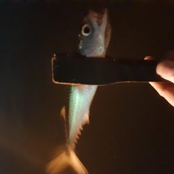 ライトゲーム48