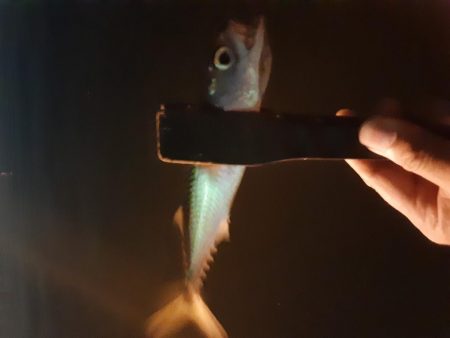 ライトゲーム48