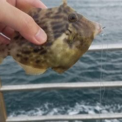 爆風でも楽しめた