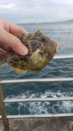 爆風でも楽しめた