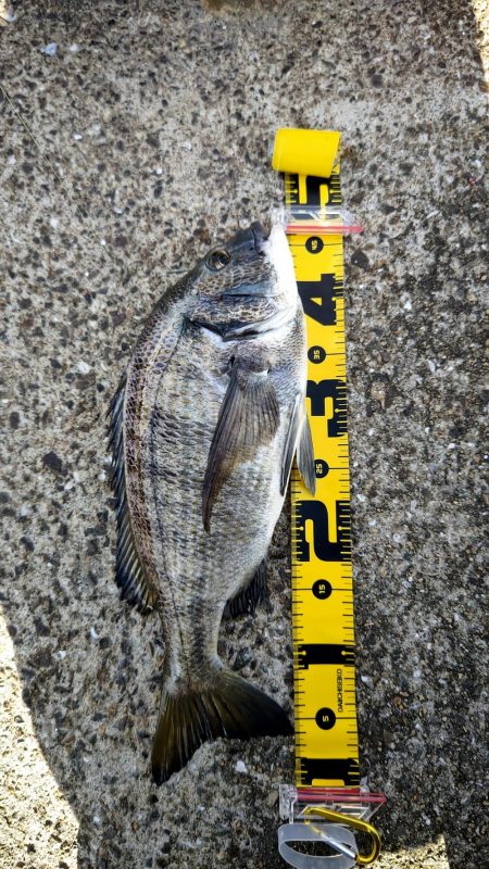 ノマセで年無しチヌ