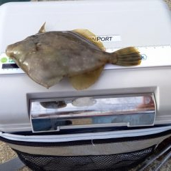 カワハギ釣り初挑戦