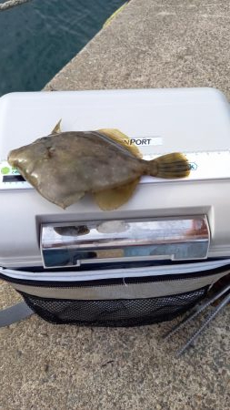 カワハギ釣り初挑戦