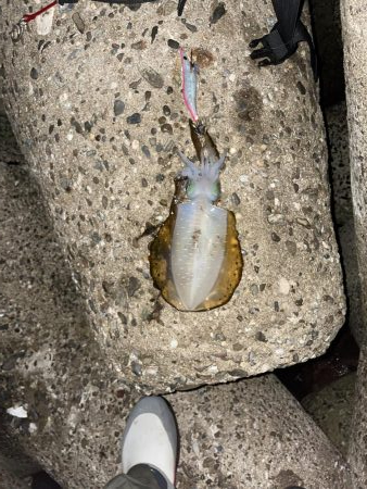 今回もナブラ！