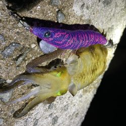 アオリ新子釣れました(*^^*)