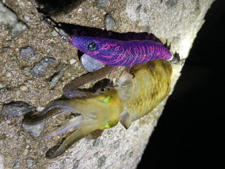 アオリ新子釣れました(*^^*)