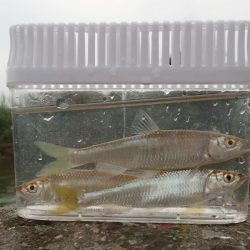 銀色の魚体がGood