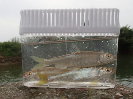 銀色の魚体がGood