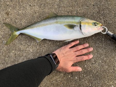 メジロ、ハマチ