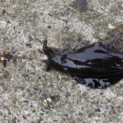 アオリイカ高活性