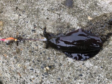 アオリイカ高活性