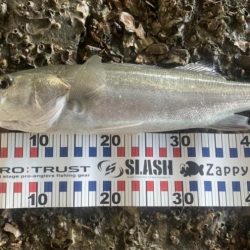 シーバス、チヌ