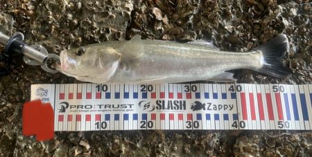 シーバス、チヌ