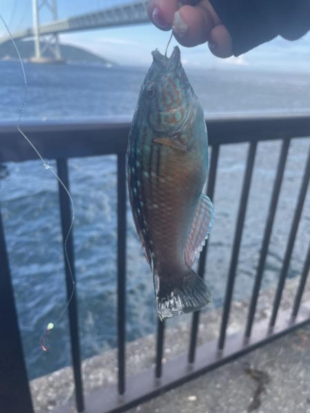 太刀魚さん、、