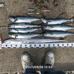 サゴシがたくさん