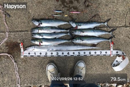 サゴシがたくさん