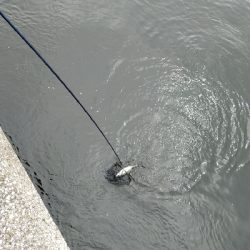 朝マヅメ-青物の季節