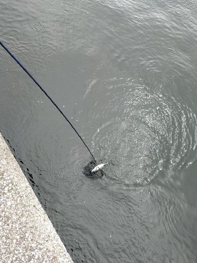 朝マヅメ-青物の季節