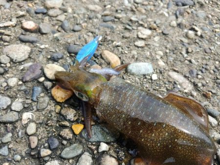 日本海のポテンシャルは高すぎる！