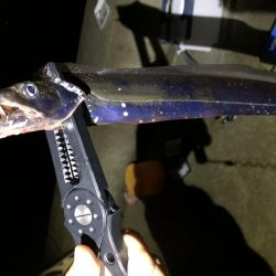 はじめての太刀魚