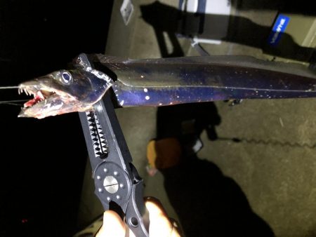 はじめての太刀魚