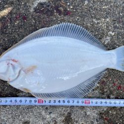 カレイとメタボチヌ