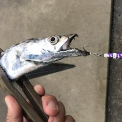 朝マズメの太刀魚釣り