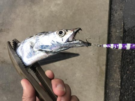 朝マズメの太刀魚釣り