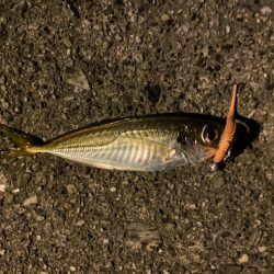 今季初エギング