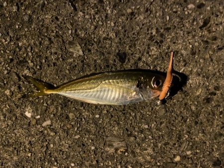 今季初エギング