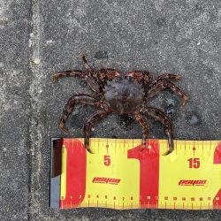 穴釣りでショウジンガニ、ガシラが釣れた!