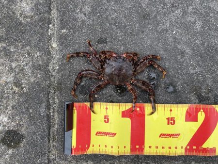 穴釣りでショウジンガニ、ガシラが釣れた!