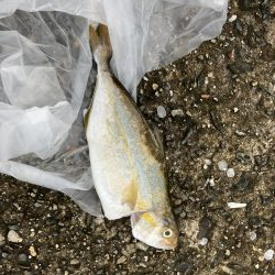 泉佐野1文字 ショアジギング