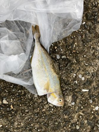 泉佐野1文字 ショアジギング