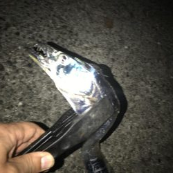 シーズン初タチ