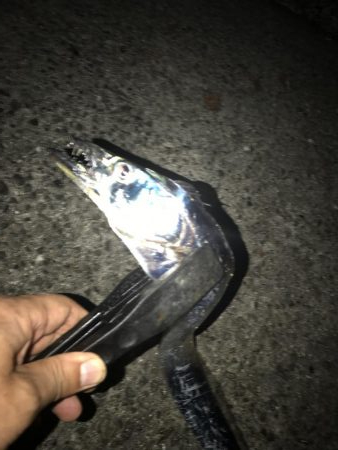 シーズン初タチ