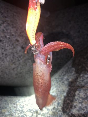 ケンサキイカ③