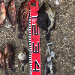 ガシラ釣れました。