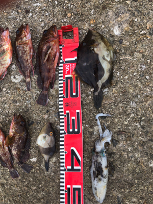 ガシラ釣れました。