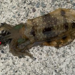 すみっこぐらし